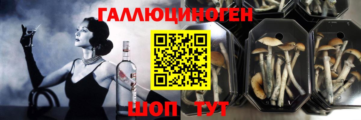 Скопин  Галлюциногенные грибы Psilocybe  Вход с VPN 
